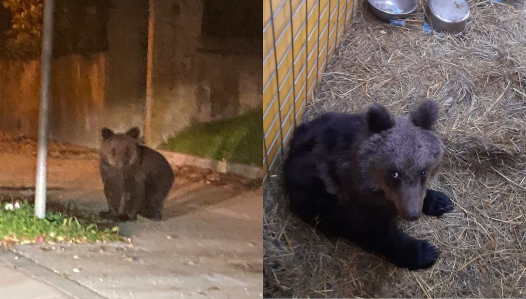 Immagine per L'orsetto di Gorizia libero in primavera, ora è troppo magro e debole